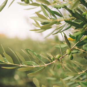 Olive Leaf Extract